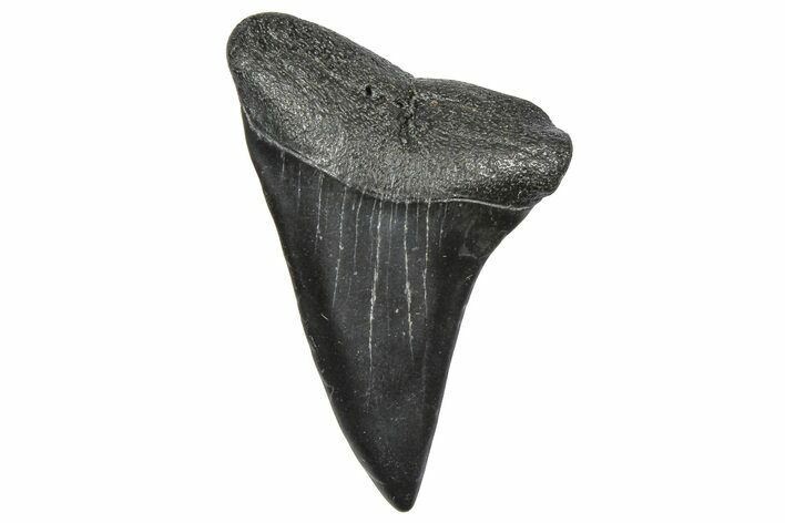 Fossil Broad-Toothed Mako Tooth - South Carolina #360874